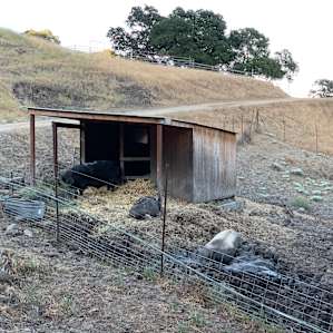 Mountain View Tent