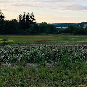 Orchard Camp at Dairy Creek Stables