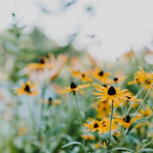 There were beautiful wildflowers all over the property.