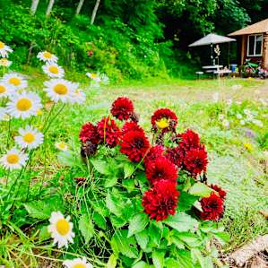 Sol has planted beautiful flowers around the site