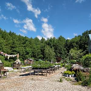 Lilian's many plants for sale