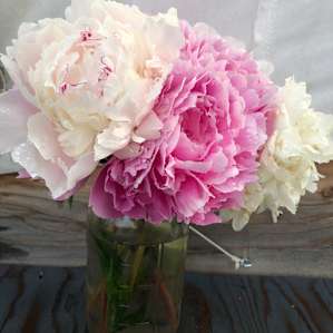 Peonies from
The farm