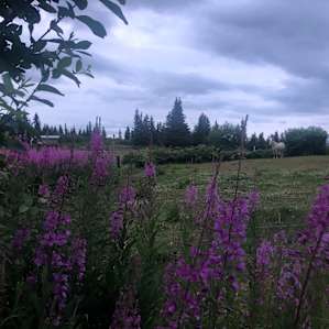 Horses on the property