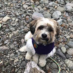 Pet-friendly! Rare for HipCamp sites in this area