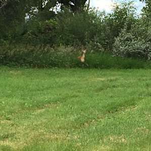 Not a good pic of the doe. The others are video’s