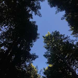Clearing in trees above campsite offers for areas of both sun and shade. Also great for viewing the stars at night.