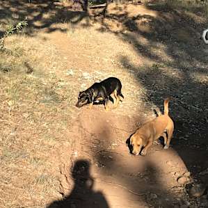 Dogs checking out the property