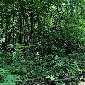 Camp site in the forest