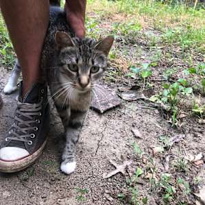 Kitty that randomly shows up to camp! Friendly