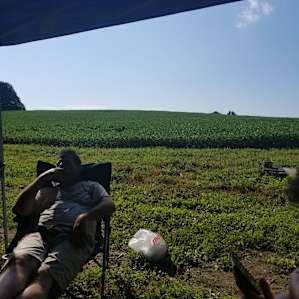 In the Corn Fields by the Lake