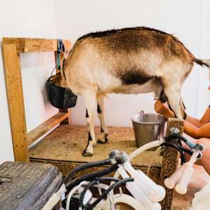 Professional milker