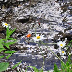 The wild flowers down by the stream