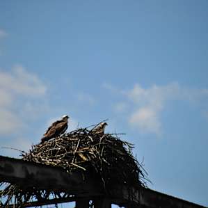 Osprey on the big bridge in Troy, (near by town)