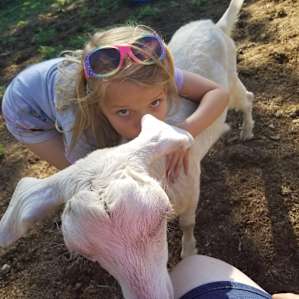 Kids loved the goats