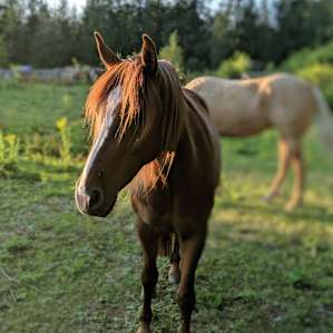Rancho Laguna @ Snoqualmie Falls
