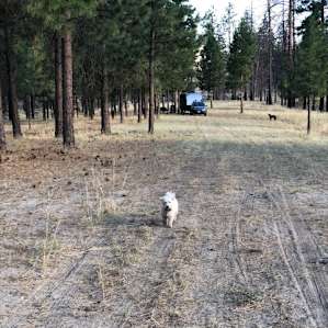 View of campsite from driveway