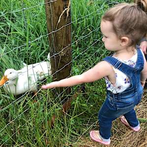 Exploring the farm