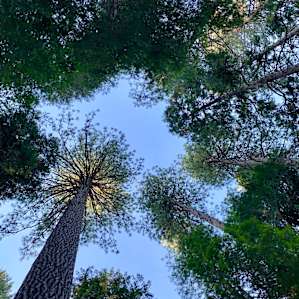 Looking up through the pines