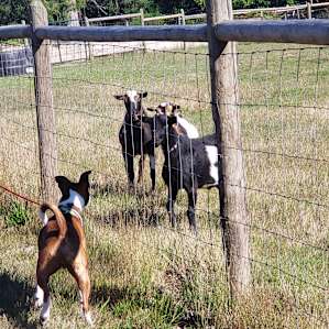Our dog rexy meeting the farm goats who ran to greet us!