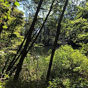 CedarSong Sanctuary Cabin on a pond