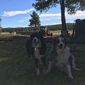 We miss these doggos