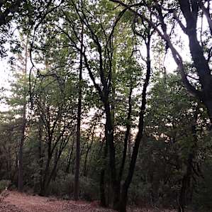 Sunset through the trees