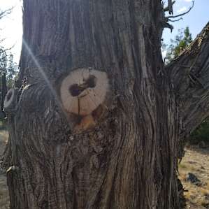 The Sloth in the tree