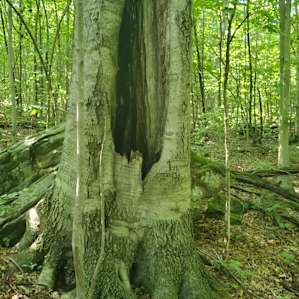 A tree we found on one of the trails.