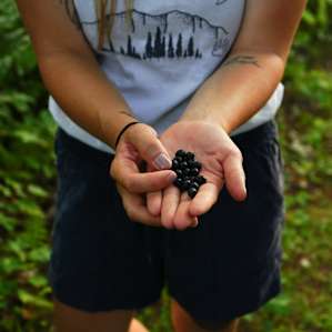 More blueberries than I could even count perfect for picking.