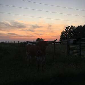 CF Ranch and Cattle Company