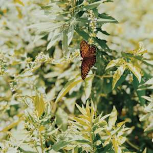 Our site was surrounded by the most beautiful butterflies