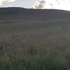 The national Bison range. A "Must" only 12 miles away