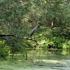 A huge crane landed a few feet away.. Then slowly started fishing for their lunch. Beautiful