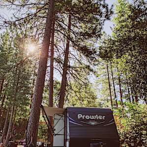 Artist Community in The Forest