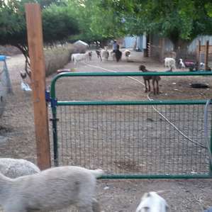 Sunset Farms Sanctuary
