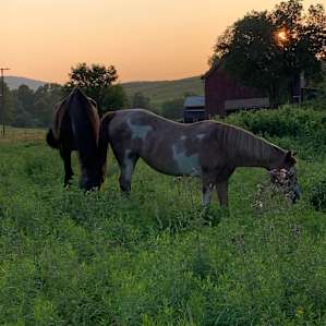 Farm Stay in Farmhand Cabin
