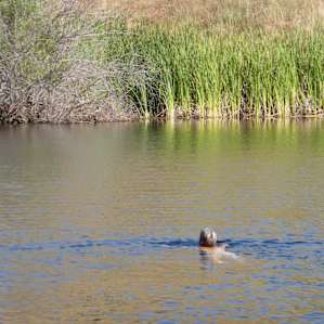 Morning swim