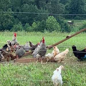 Camping Spot at Cane Creek Farm