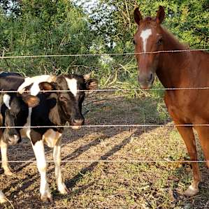 Pastures and barnyards