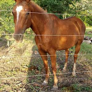 Pastures and barnyards
