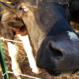 Pastures and barnyards