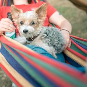 Plenty of relaxing hammocks for human and four legged campers