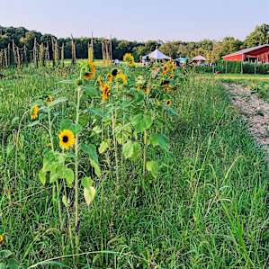 Photo of the farm and brewery (red building in the top right corner) taken from a few steps away from the tiny house .