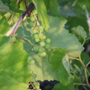 Orchard grape vines.