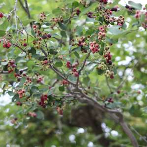More of the Saskatoon Berries growing next to the vintage Meadow Mama Trailer!