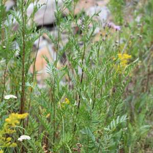 Color in the Meadow!