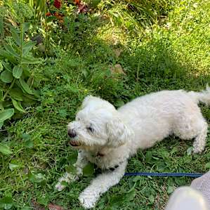 Our pup Mini doing what she loves! Sitting as close to us as possible.