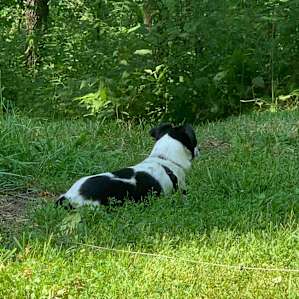 Our other pup Jazzy doing what she loves! Guarding the perimeter lol.