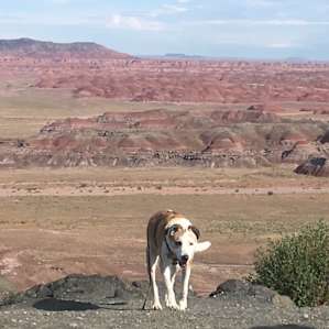 Painted Desert Ranger Cabin