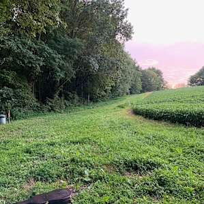 In the Corn Fields by the Lake